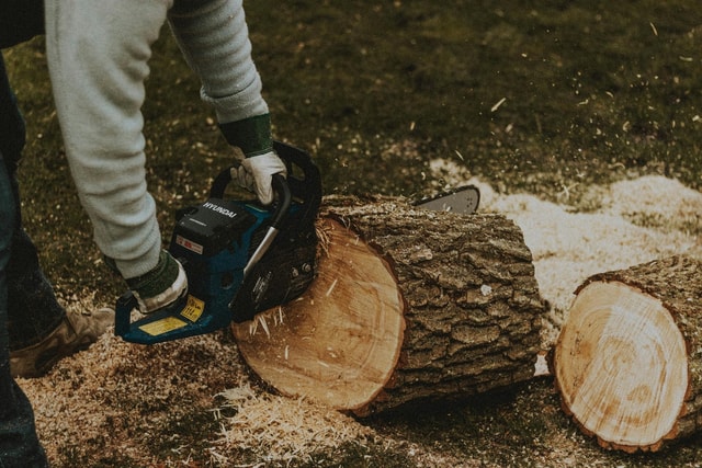 How to Cut Down a Tree Safely: A Step-by-Step Felling Guide for ...
