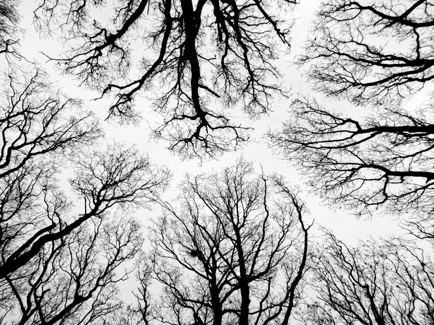 Close-up of bare branches against a cloudy sky showing signs of dieback