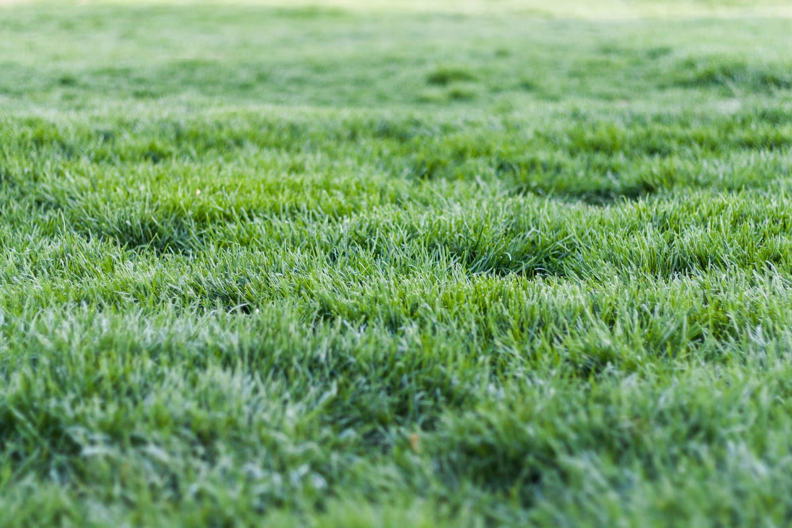 Close-up of a healthy green grass lawn