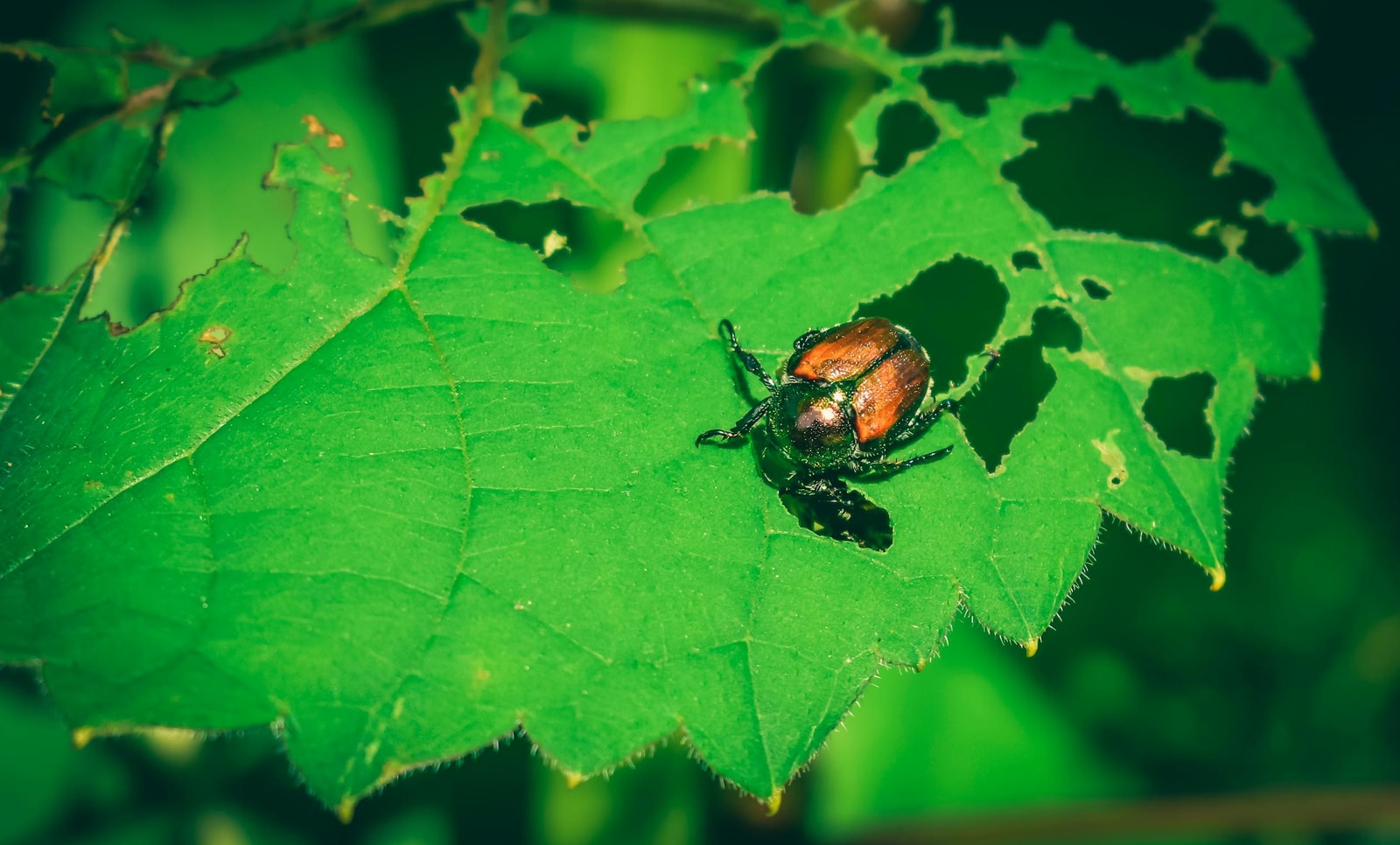 Metallic green and copper Japanese beetle feeding on a green leaf