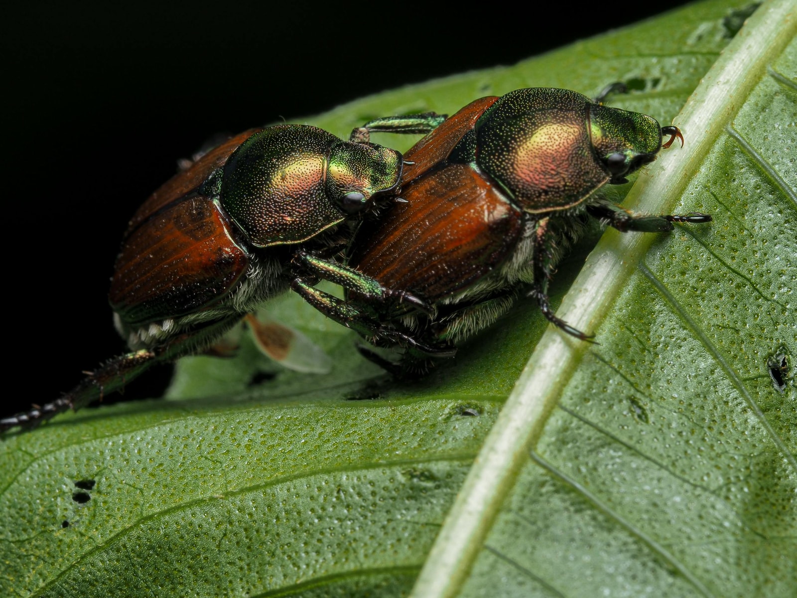 Macro shot of Japanese beetles feeding together on a leaf