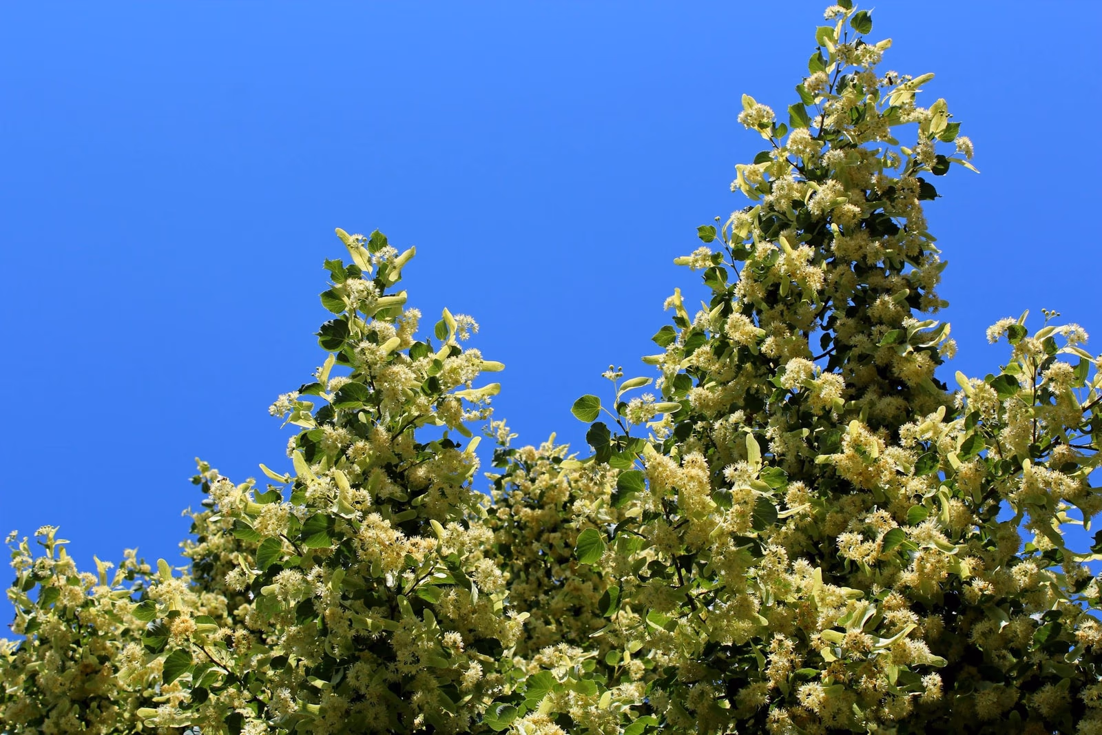 Linden tree in full summer bloom against blue sky