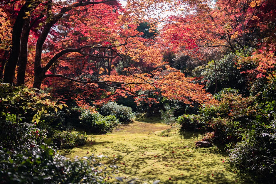 Japanese maple tree with vibrant red foliage in a garden landscape