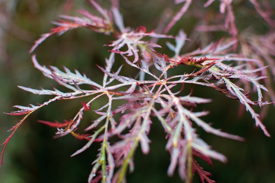 Close-up of green and maroon Japanese maple leaf showing detailed vein structure