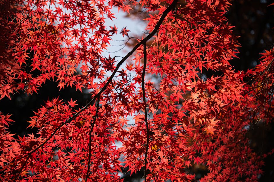 Red maple leaves illuminated by sunlight showing healthy autumn color