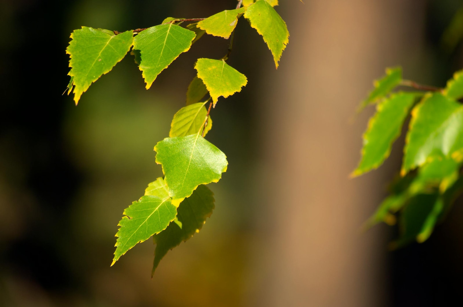 Birch leaves on a sunny branch