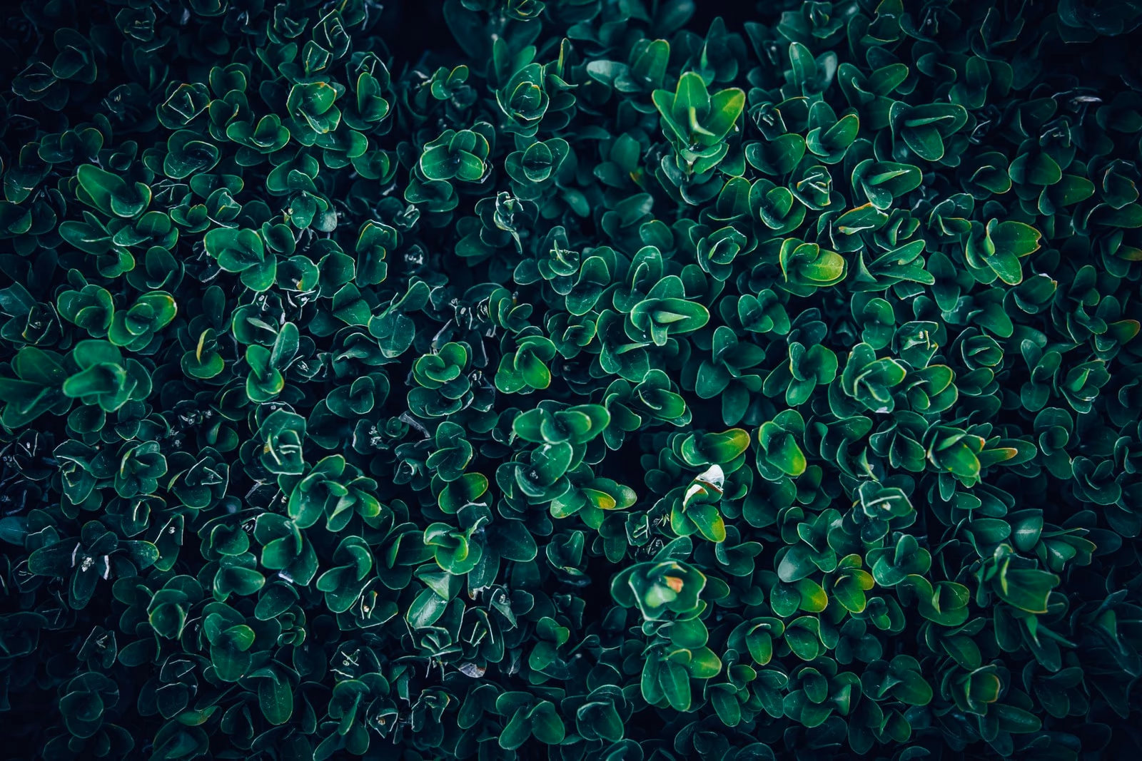 Boxwood foliage with dense dark green leaves