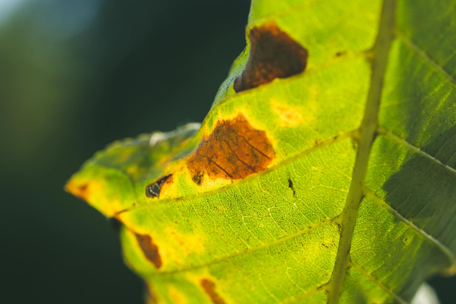 Close-up of a green tree leaf showing internal tissue damage and discoloration