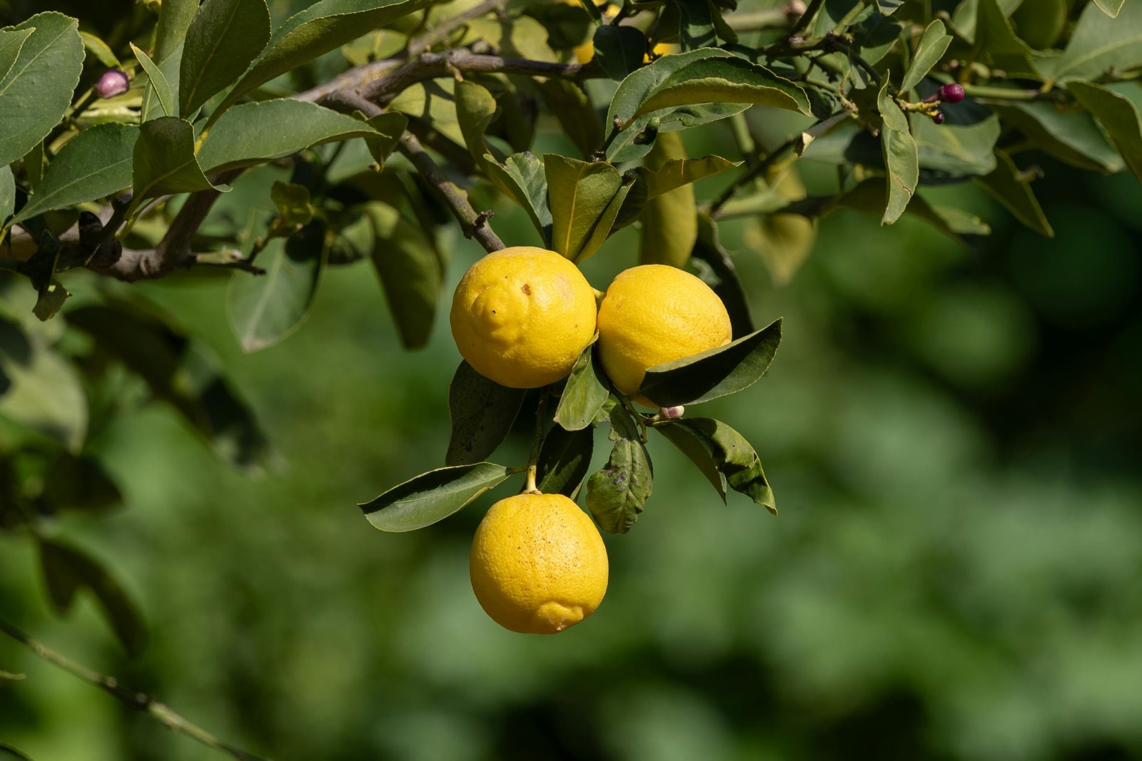 Lemon tree branch with ripe yellow fruit and green leaves