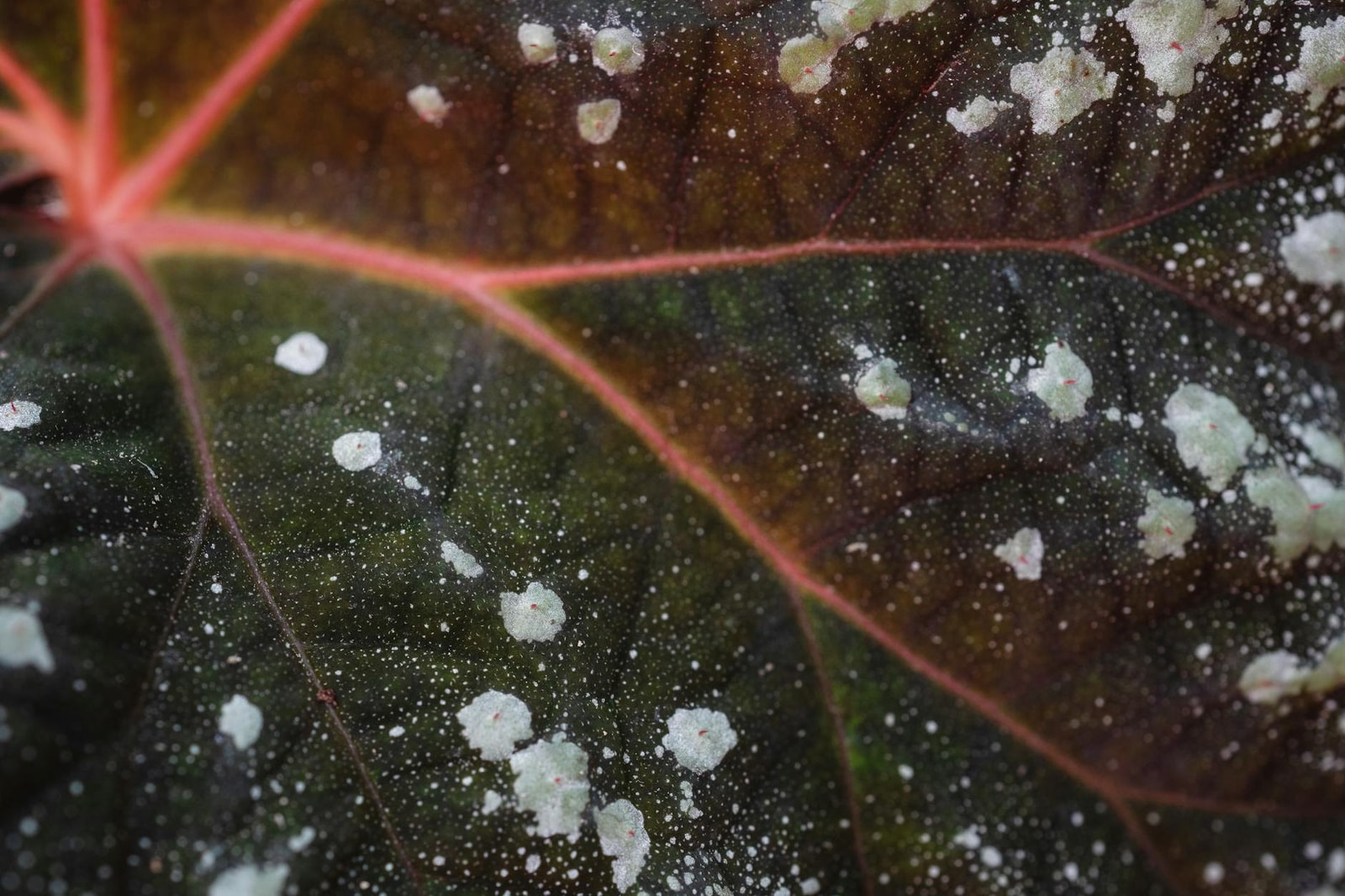 Close-up of a leaf surface showing powdery mildew fungal coating