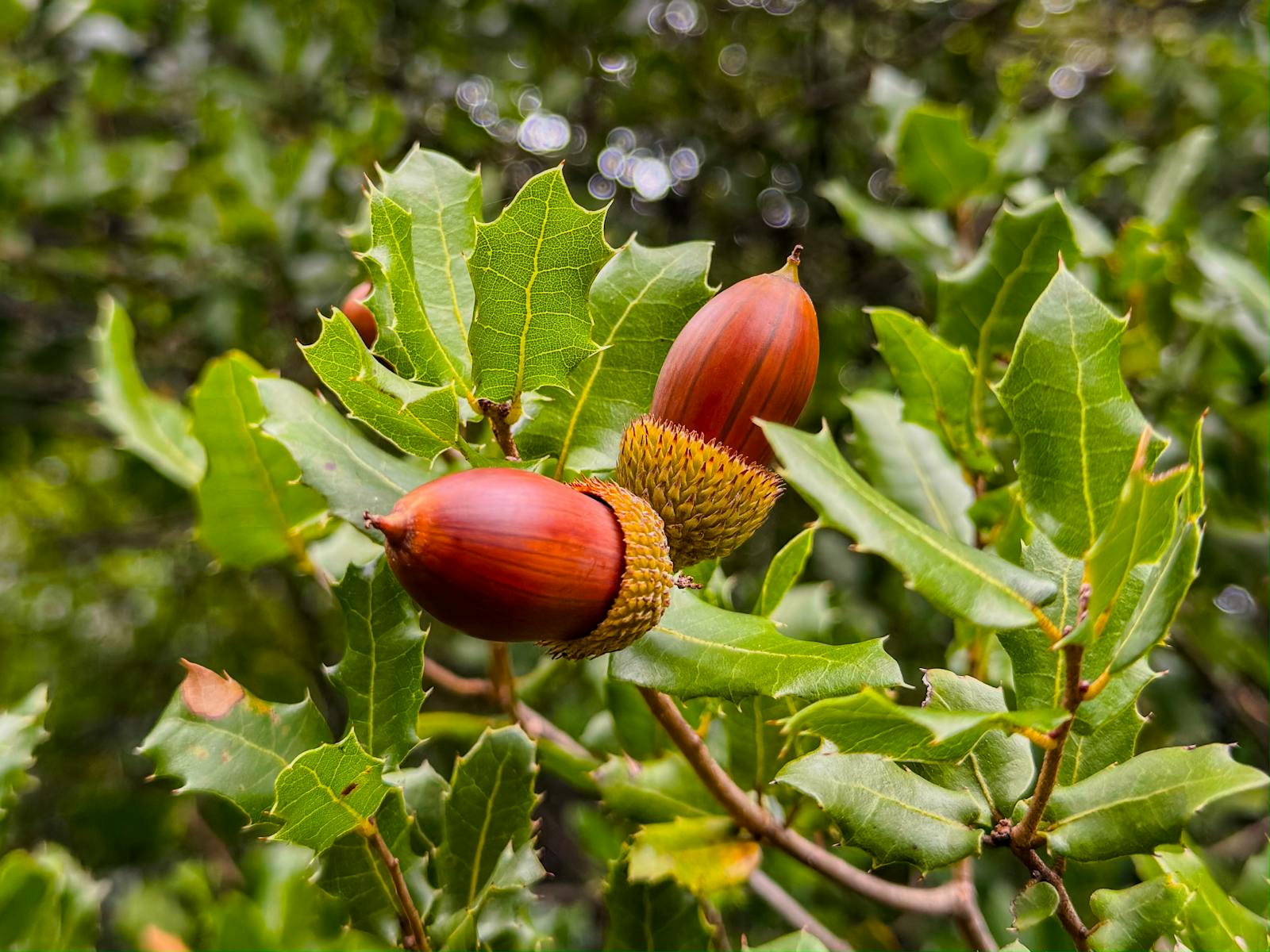 Mature oak acorns growing on a branch with green leaves showing a healthy productive tree