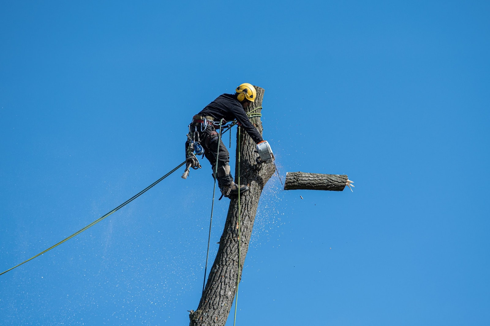 Arborist secured with ropes and a harness removing a large branch from a tree