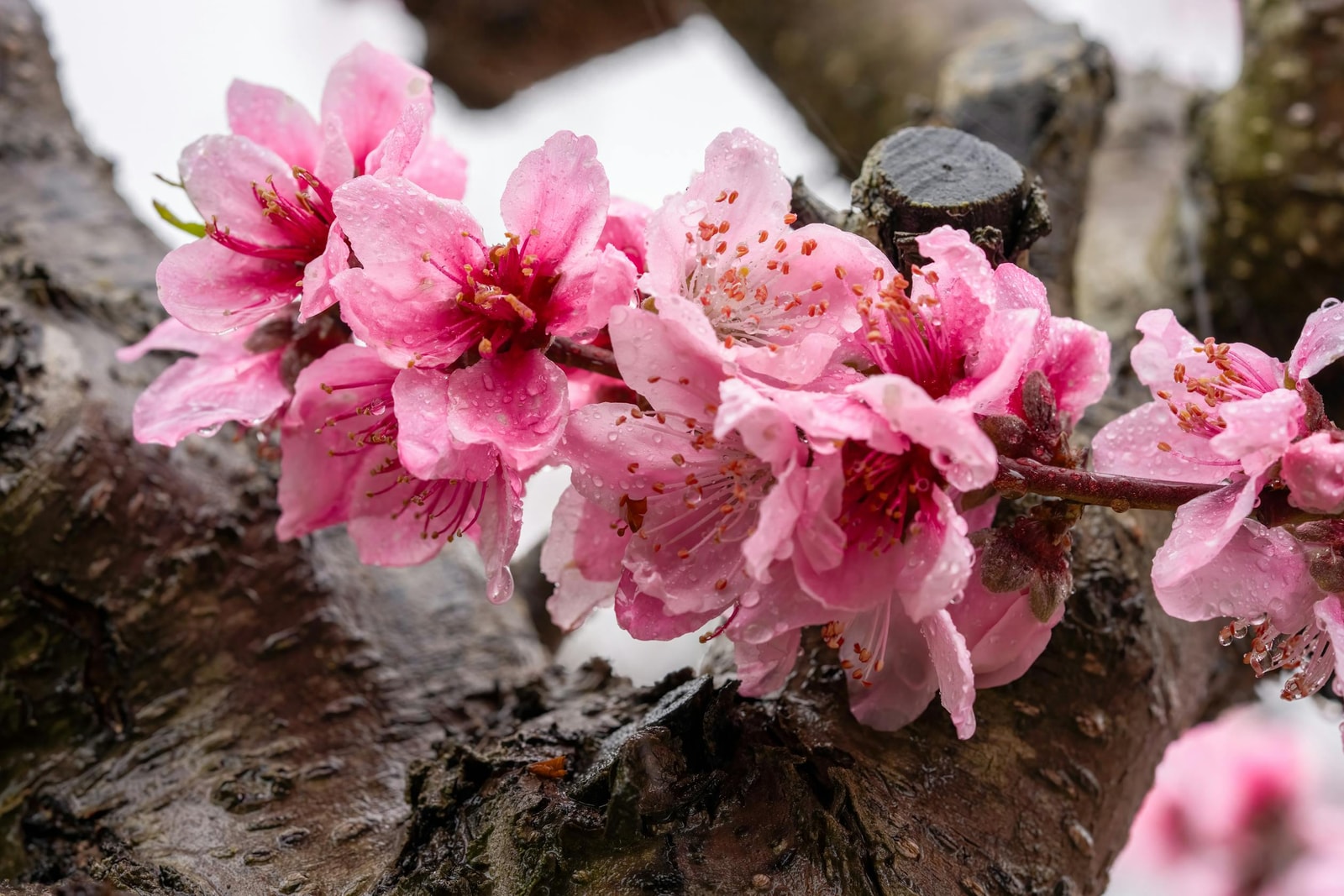 Pink peach blossoms with water droplets in early spring, the window where most peach diseases launch