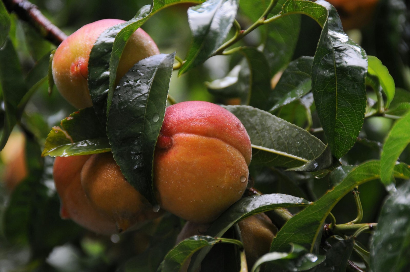 Ripe peaches with water droplets on the tree, the harvest-time conditions when brown rot suddenly explodes from latent infections