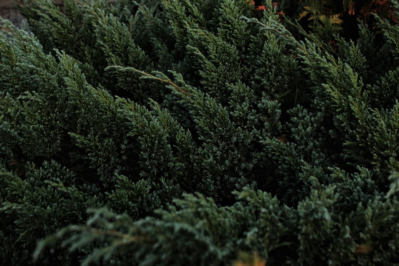 Juniper bush foliage, the alternate host for pear trellis rust that must be removed or replaced for control