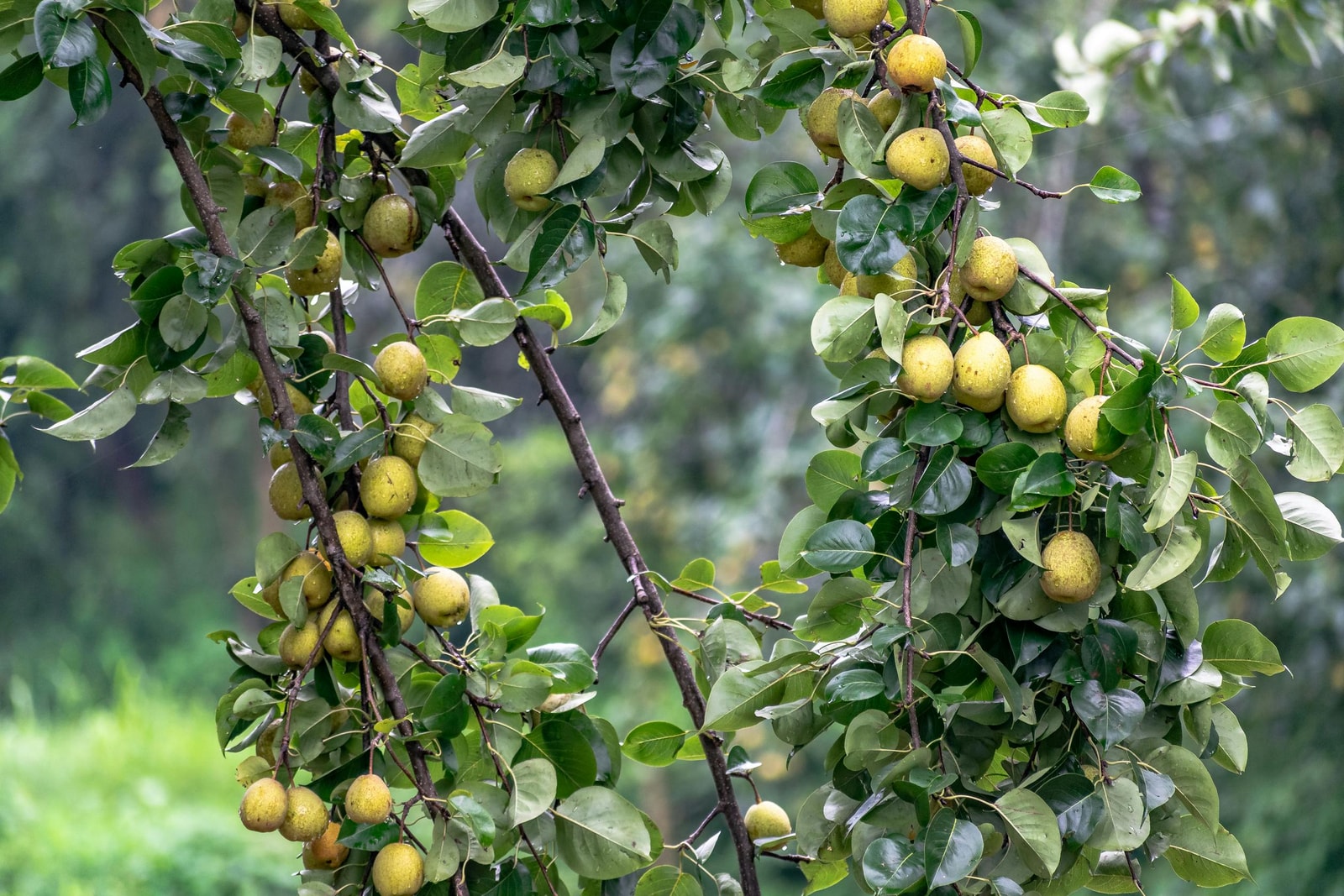 Pear tree branches laden with ripe fruit in a sunlit backyard orchard