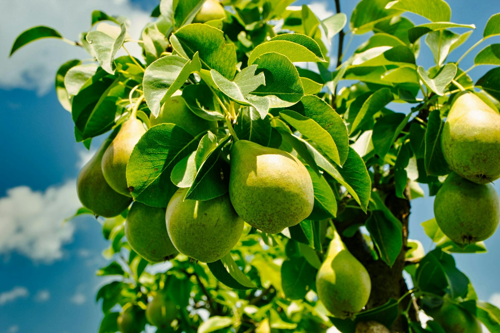 Pear tree branches with ripe pears against a summer sky, the harvest goal that fire blight or pear scab can ruin in a single bad year