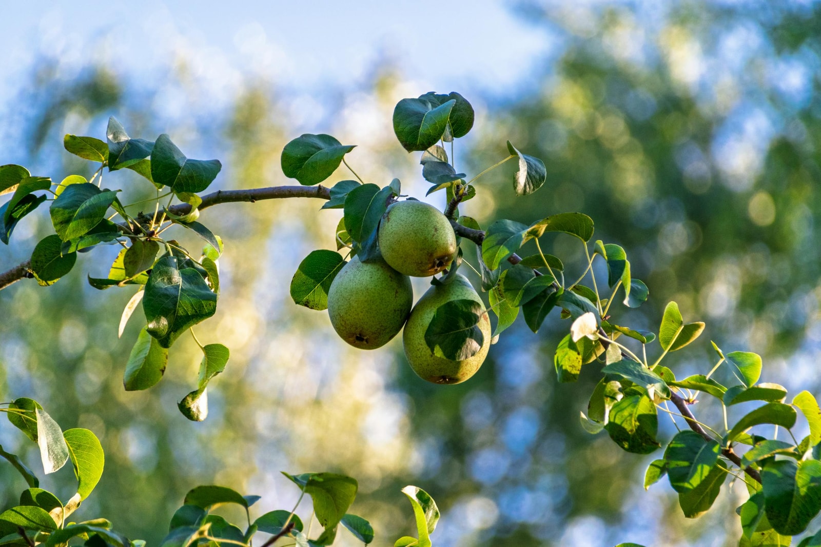 Ripe pears hanging on a tree branch with green leaves, the goal of a clean spring spray schedule and aggressive winter pruning