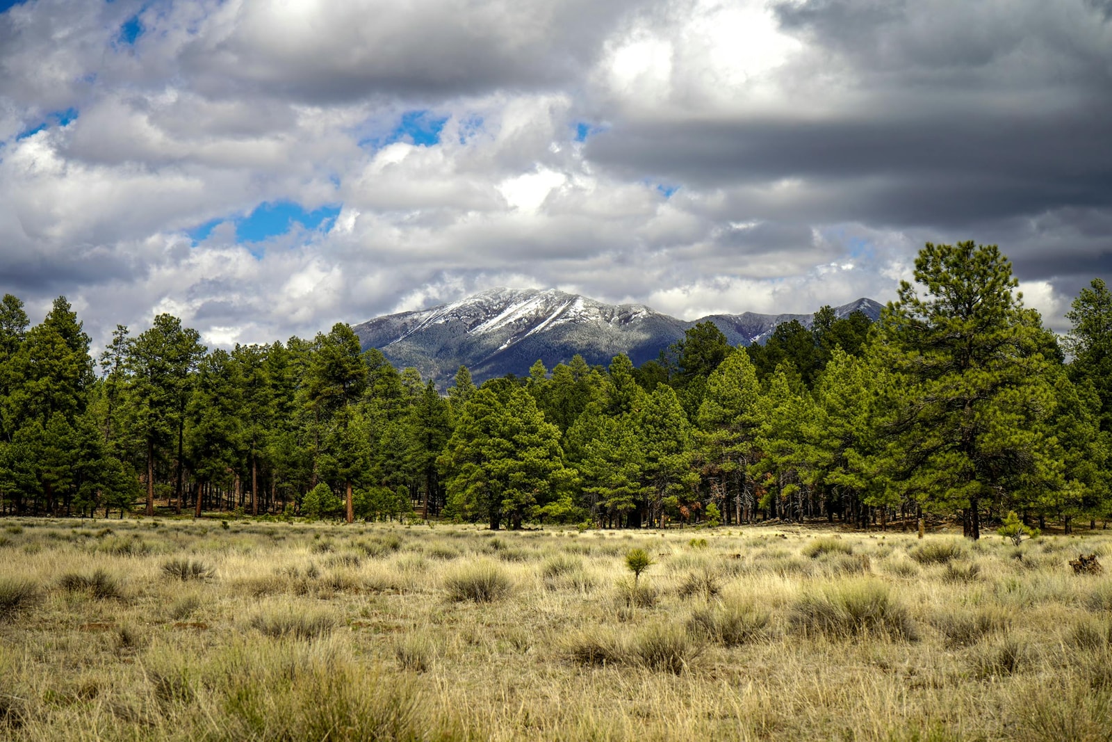 A stand of ponderosa pine forest in Flagstaff, Arizona, the kind of western conifer landscape where mountain pine beetle outbreaks unfold