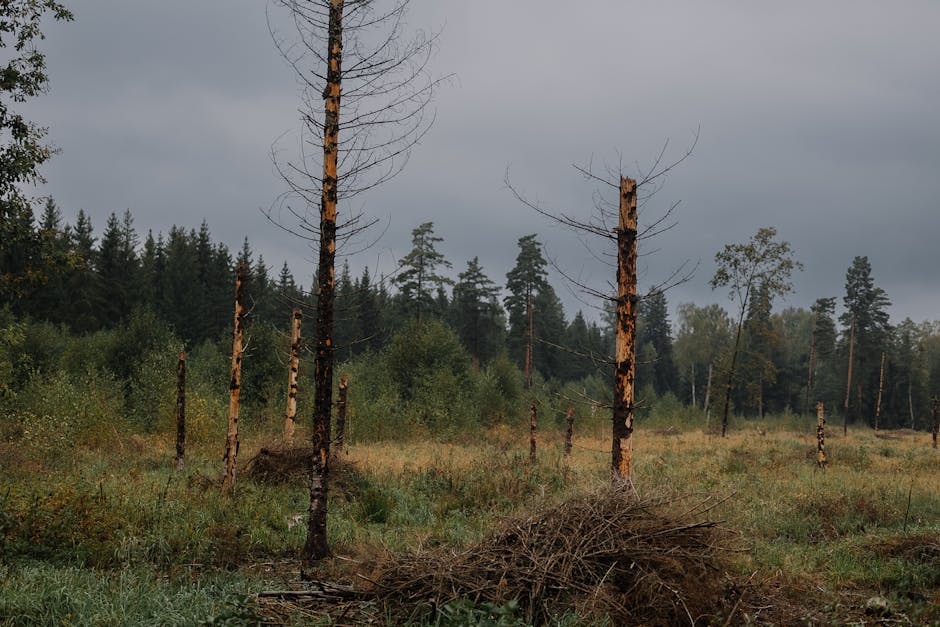 Dead and decaying trees in a misty forest showing the effects of disease