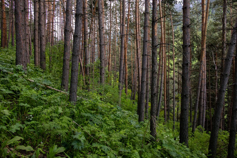 Dense healthy pine forest with tall green trees in full canopy