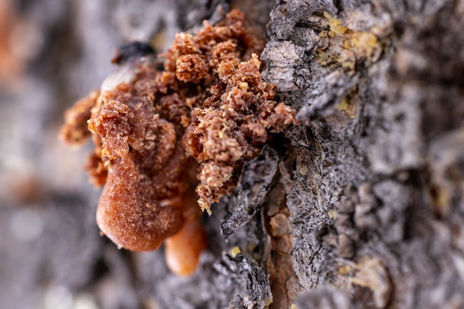 Amber resin oozing from tree bark showing signs of stress or infection