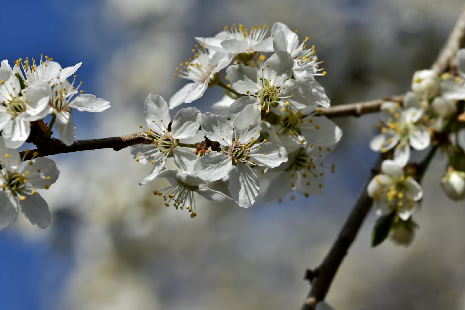 White plum blossoms in spring, the bloom window where bacterial spot and brown rot establish for the season