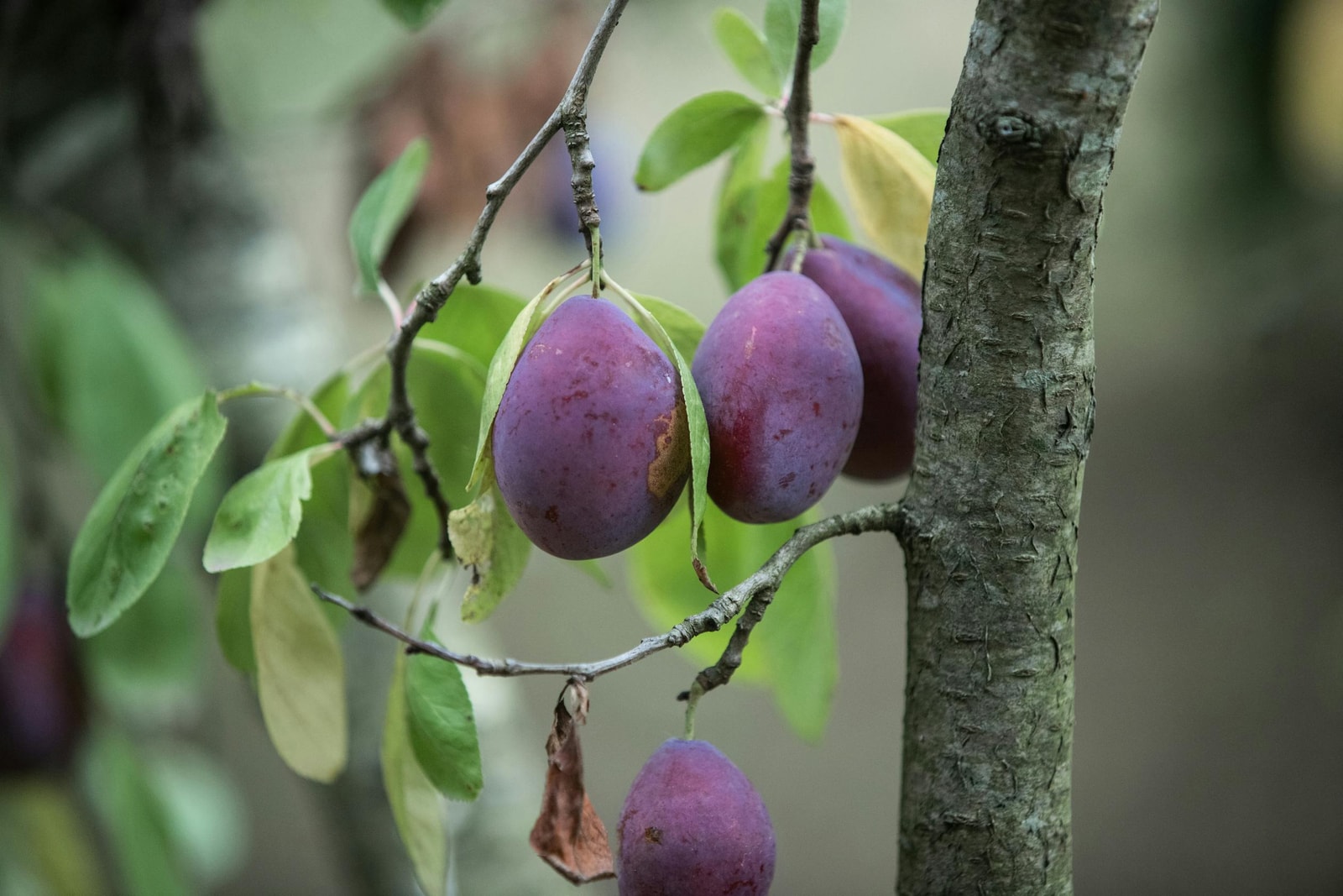 Ripe purple plums hanging on a tree branch in a backyard orchard