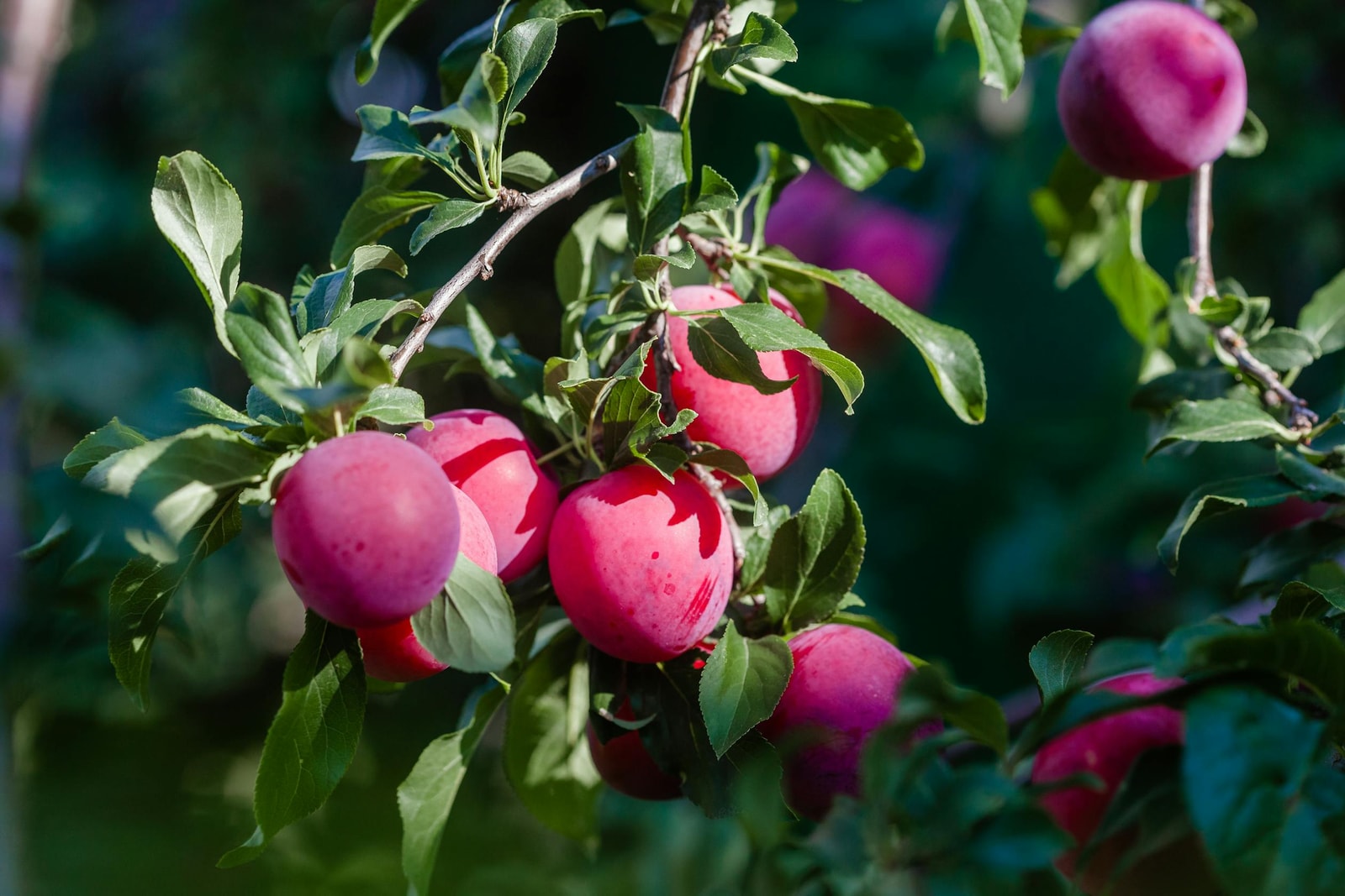 Ripe red plums hanging on a sunny branch, the result of a clean spring spray schedule and winter prune