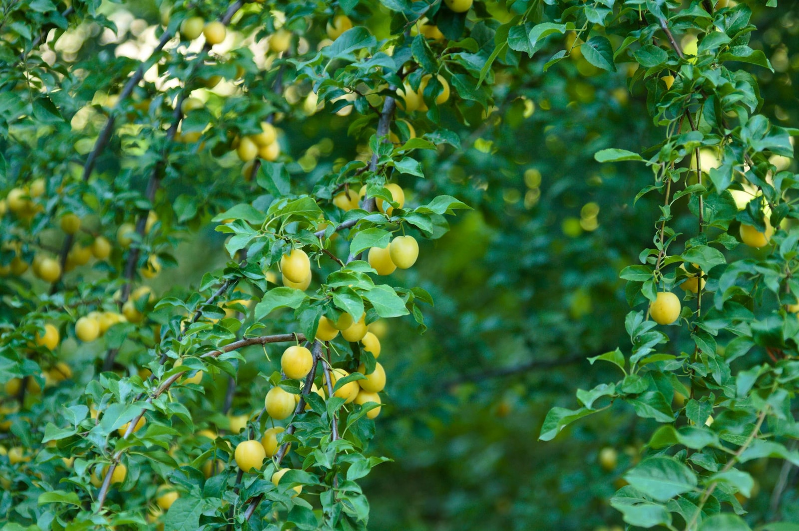 Yellow mirabelle plums hanging on a tree, the small thin-skinned European-derived plums that resist bacterial spot better than Japanese plums