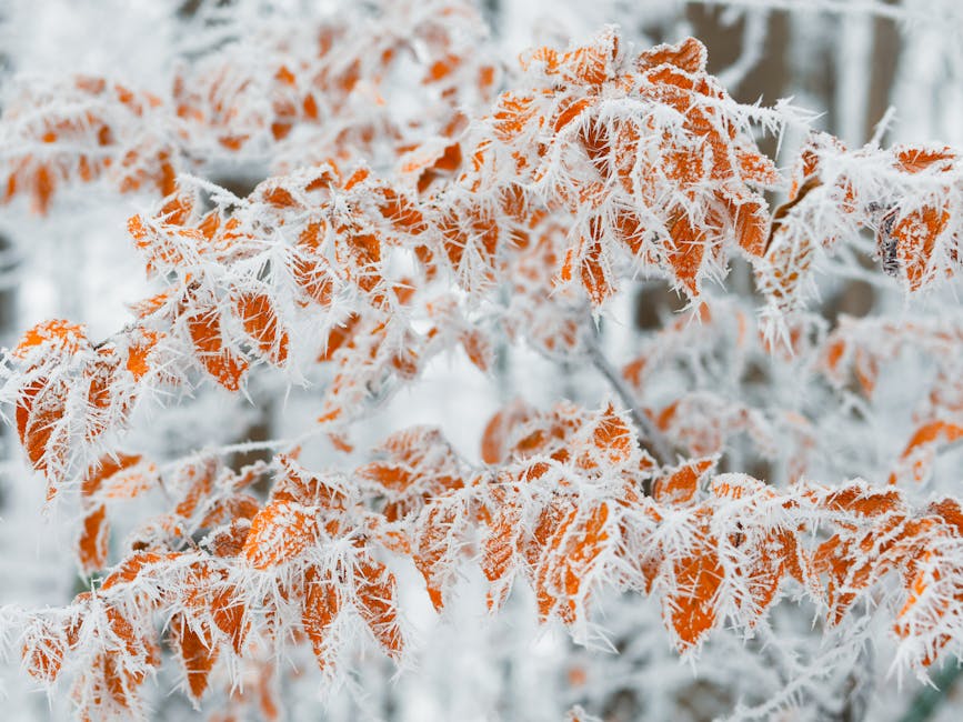 Frost-covered leaves on a tree branch showing ice crystal formation on autumn foliage