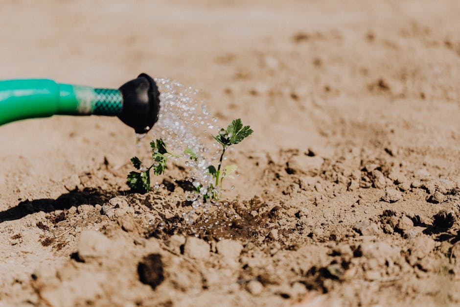 Watering soil around a young plant to help insulate roots before a cold night