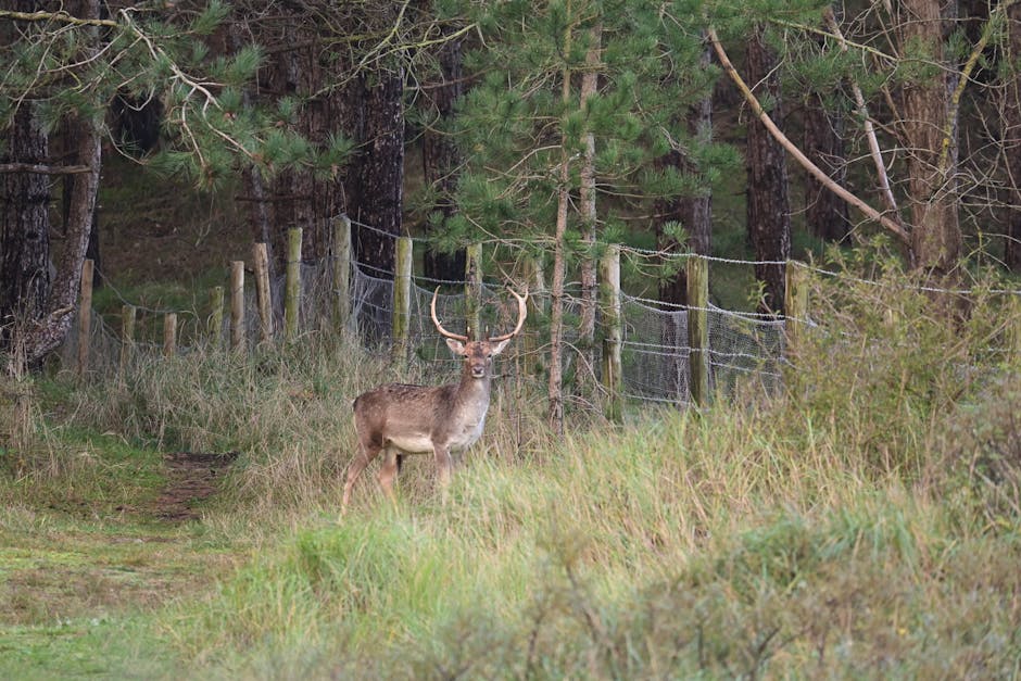 Deer standing near a fence in a forest clearing