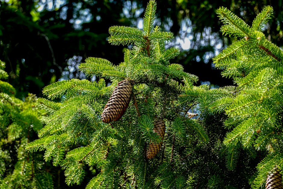 Norway spruce branch with green needles and cones