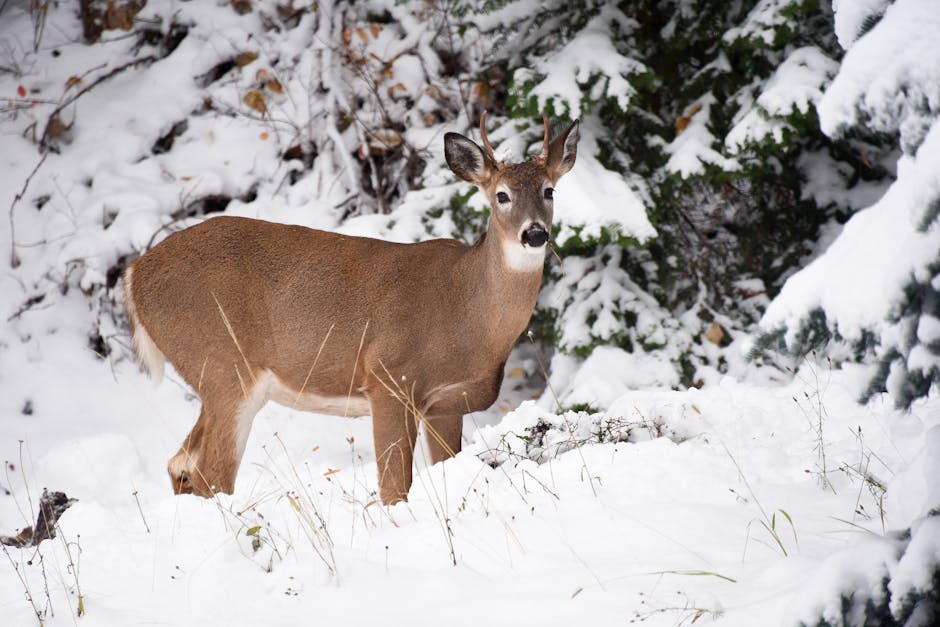 Whitetail deer standing in a snow-covered winter forest