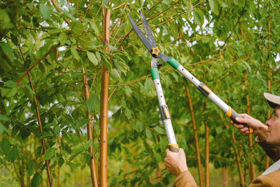 Gardener using a pruning shear to trim tree branches in a sunlit green orchard