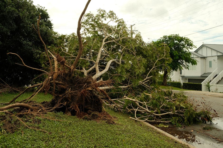 Uprooted tree lying across a suburban street after a severe storm with exposed root ball