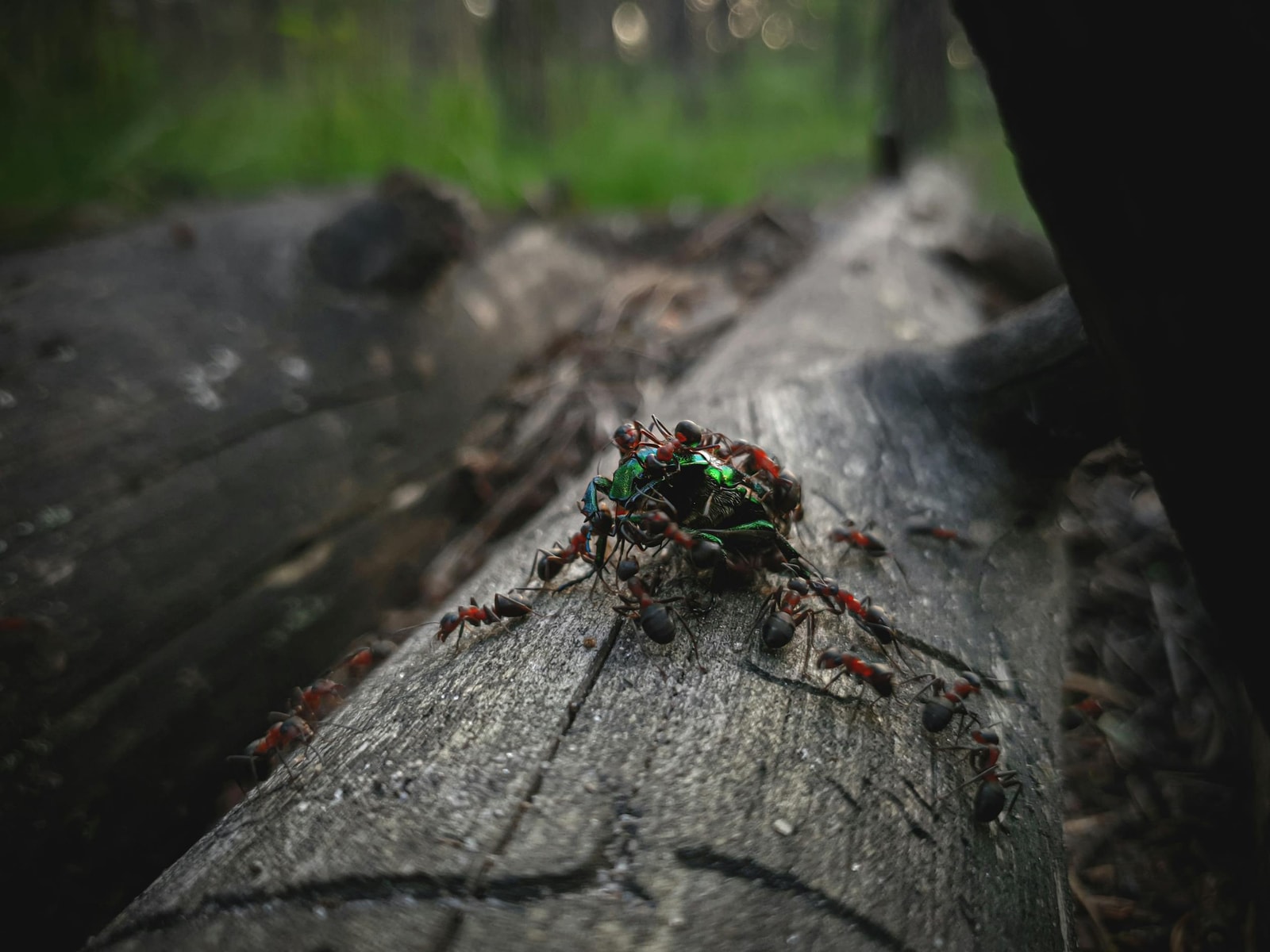 Ants crawling on tree bark, farming scale insects for honeydew
