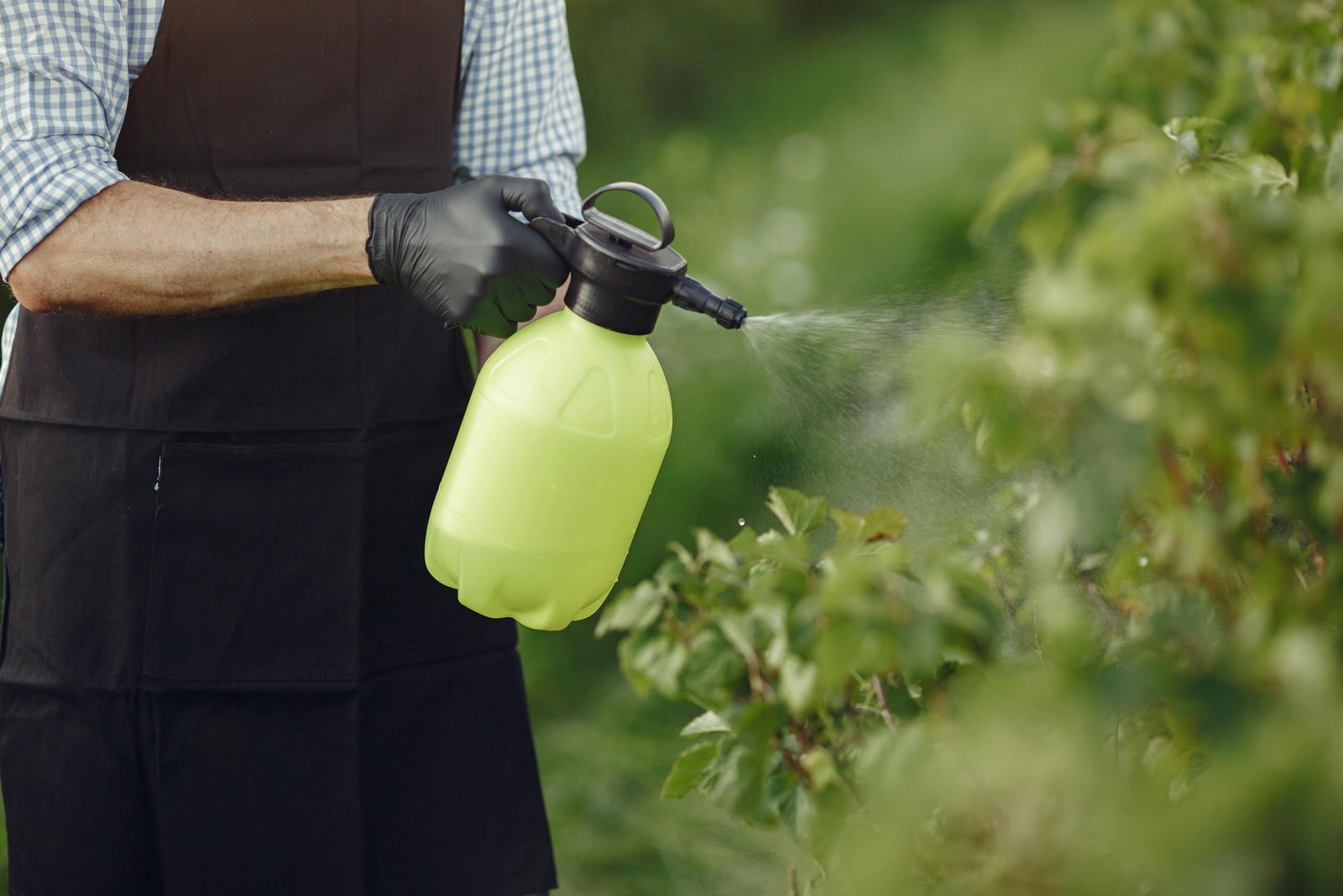 Gardener using a spray applicator on plants in a garden