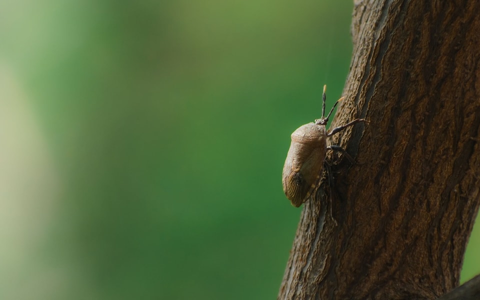 Scale Insects on Trees: Soft Scale, Armored Scale, and How to Get Rid ...