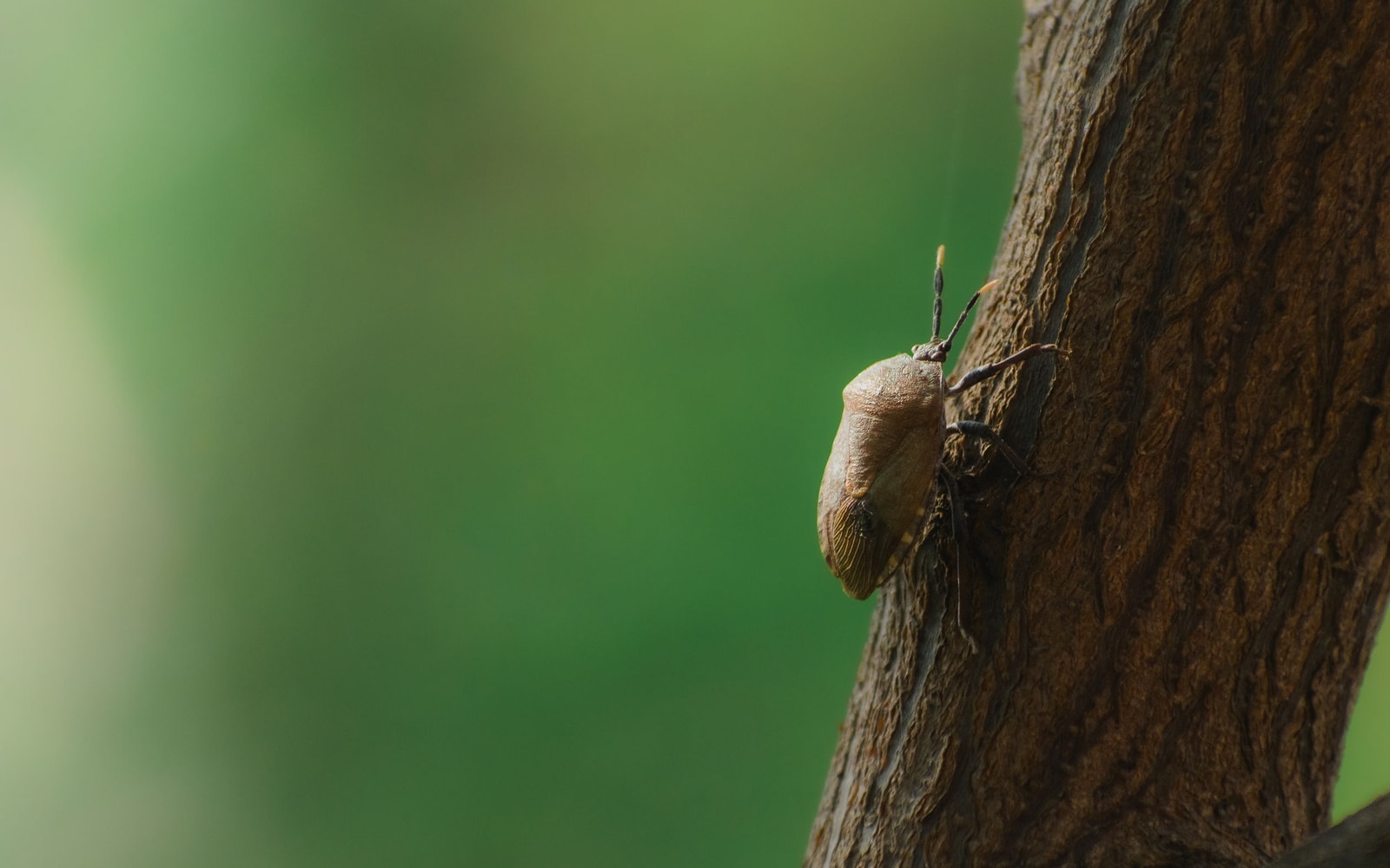 Macro close-up of an insect on rough tree bark