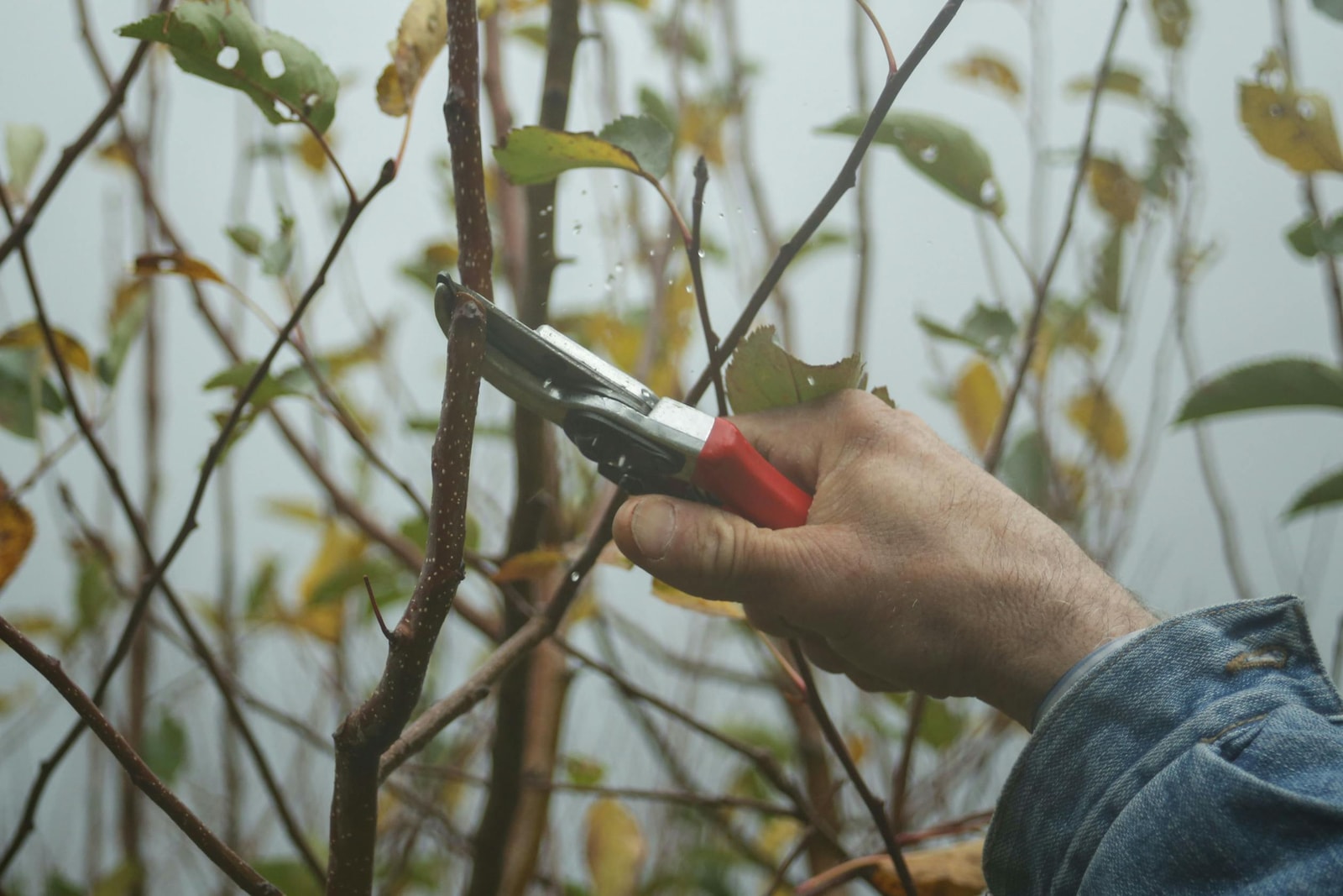 Gardener using pruning shears to trim branches in an autumn garden