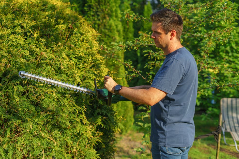 Man trimming a hedge with an electric trimmer in a sunny garden