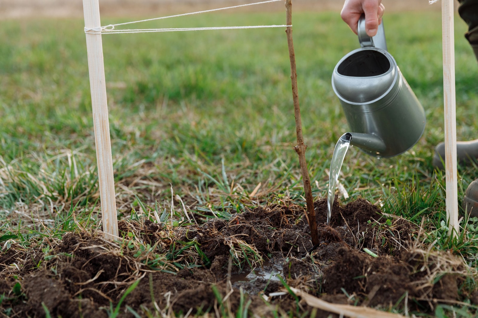 Person watering a newly planted young tree with a watering can