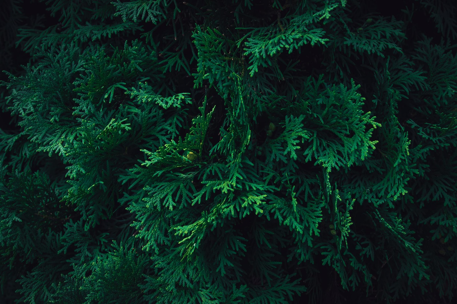 Close-up of arborvitae thuja foliage which is a common host for spider mites in hot dry weather