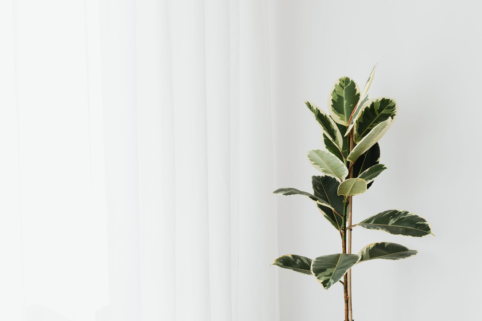 Indoor ficus houseplant next to soft white curtains showing the kind of dry indoor environment that breeds spider mites