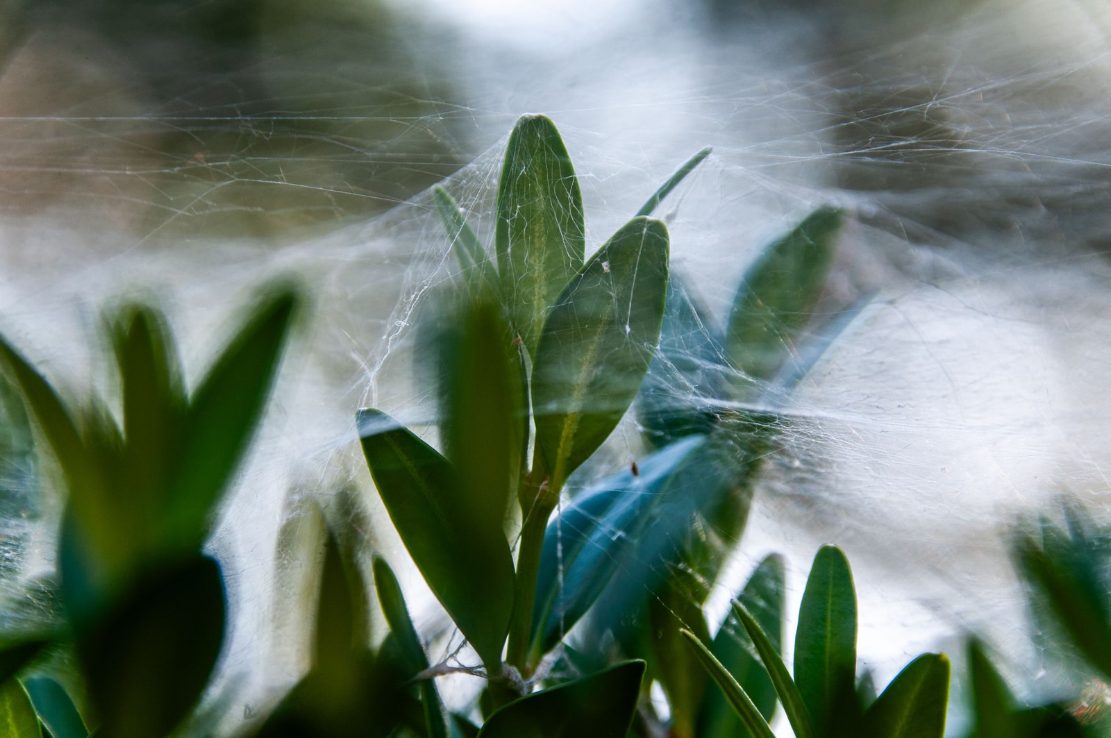 Cobweb and webbing on green foliage as seen with heavy spider mite infestations