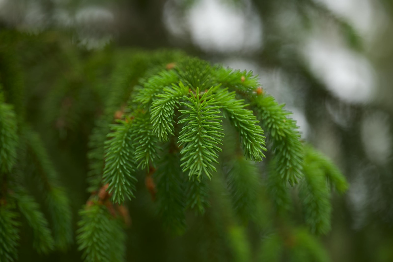 Close-up of dense green spruce needles showing the kind of conifer foliage spider mites target during hot dry weather