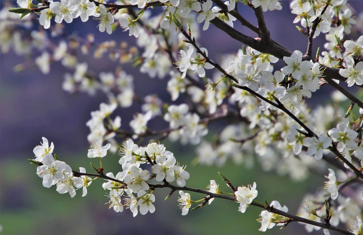 Spring tree care and maintenance for healthy growth