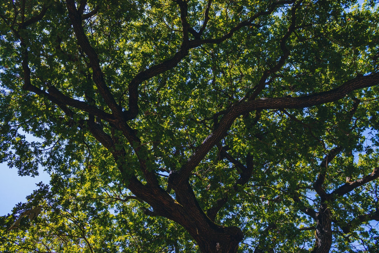 The broad green canopy of a mature oak tree